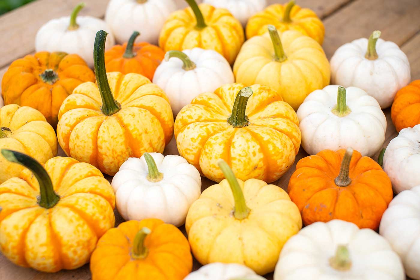 lots-of-small-decorative-pumpkins-for-the-backgrou-2022-10-21-00-58-10-utc