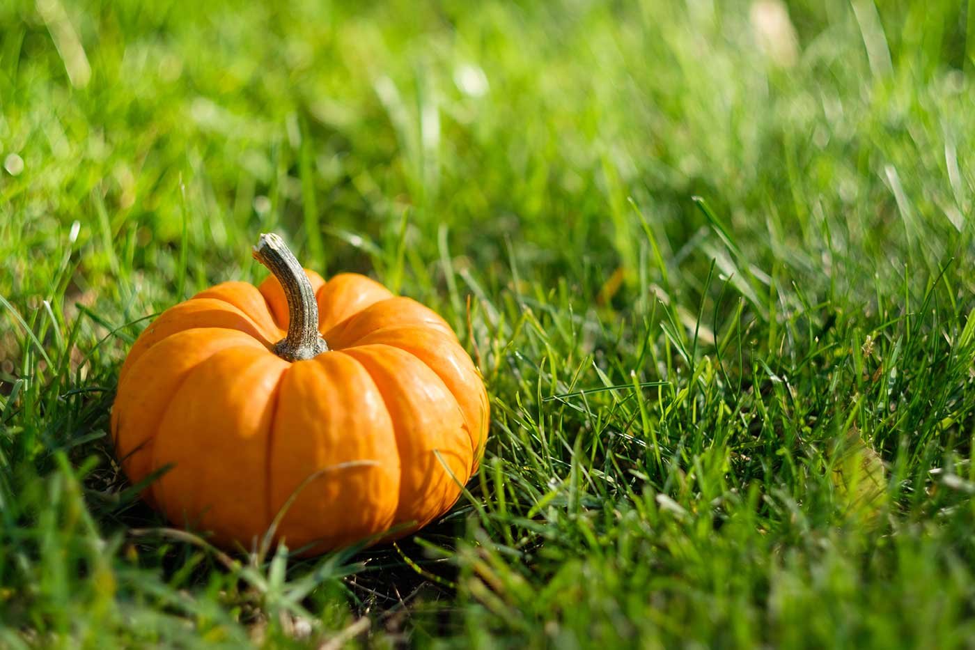 one-pumpkin-in-the-field-2022-12-16-12-28-51-utc