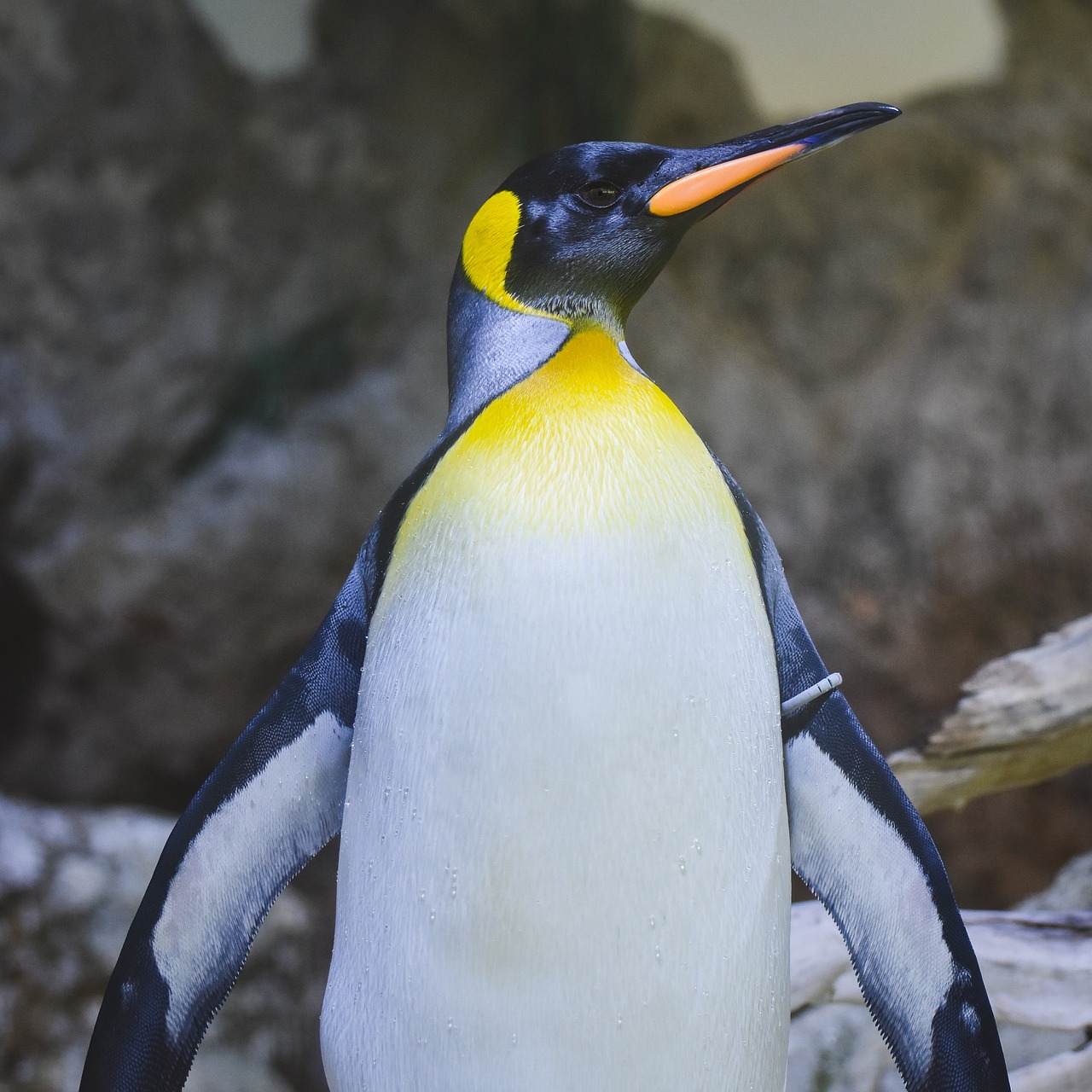 Google Penguin (2012)